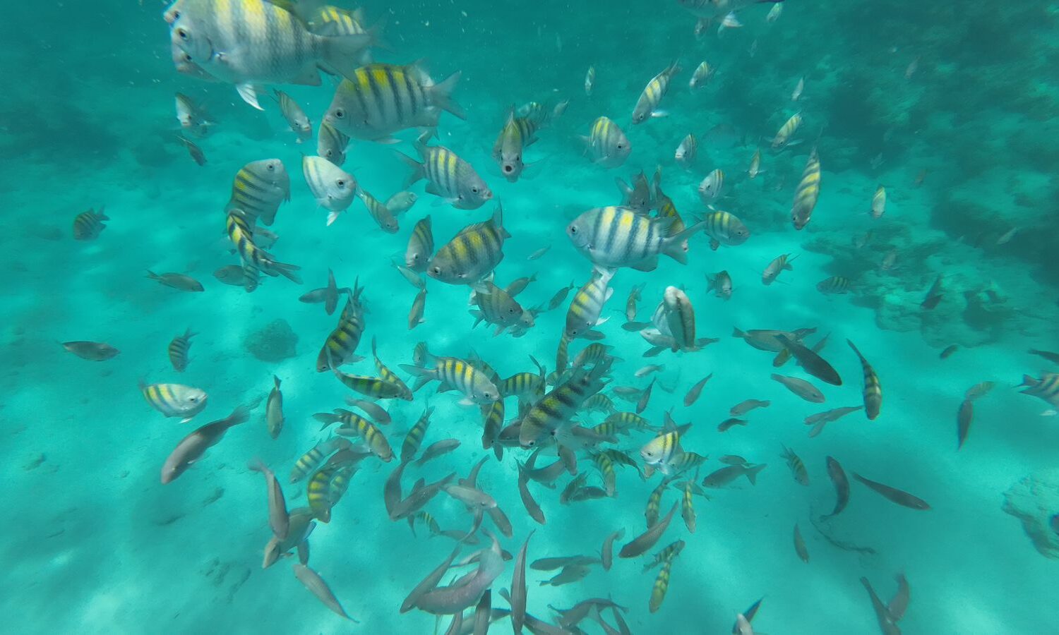 Colorful fish swimming in clear turquoise waters of Punta Cana.