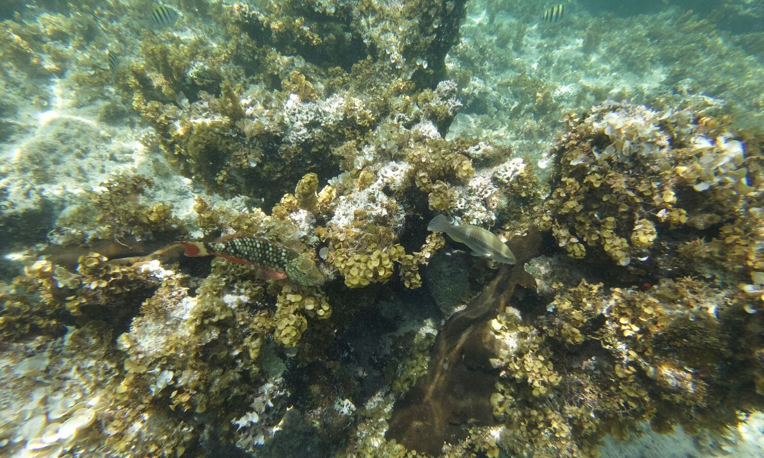 Colorful fish swimming among coral reefs in Punta Cana.