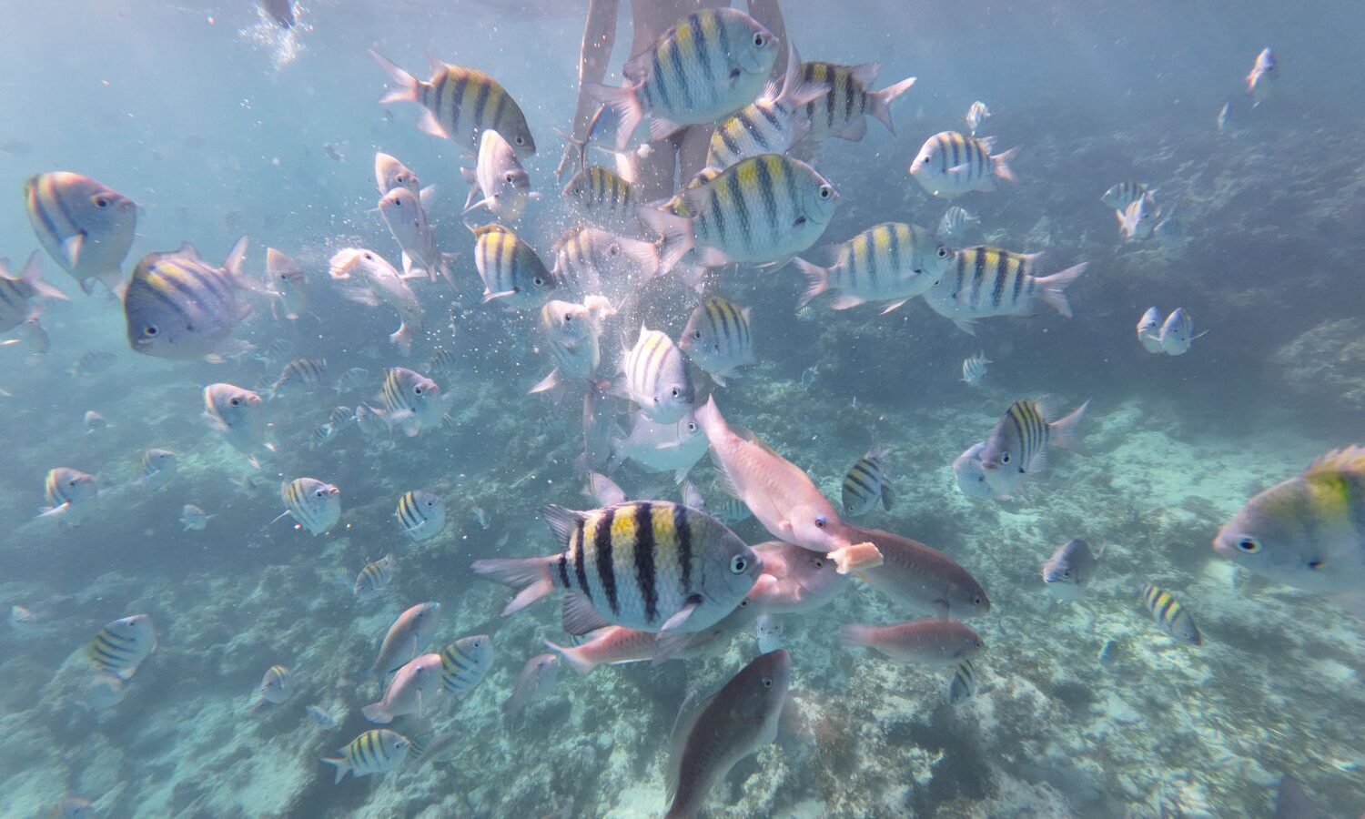 Colorful fish swimming in clear waters, ideal for Punta Cana excursions.
