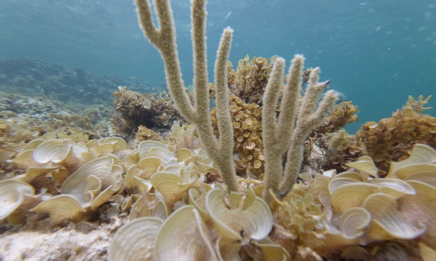 Underwater coral reef with various sea life in Punta Cana.