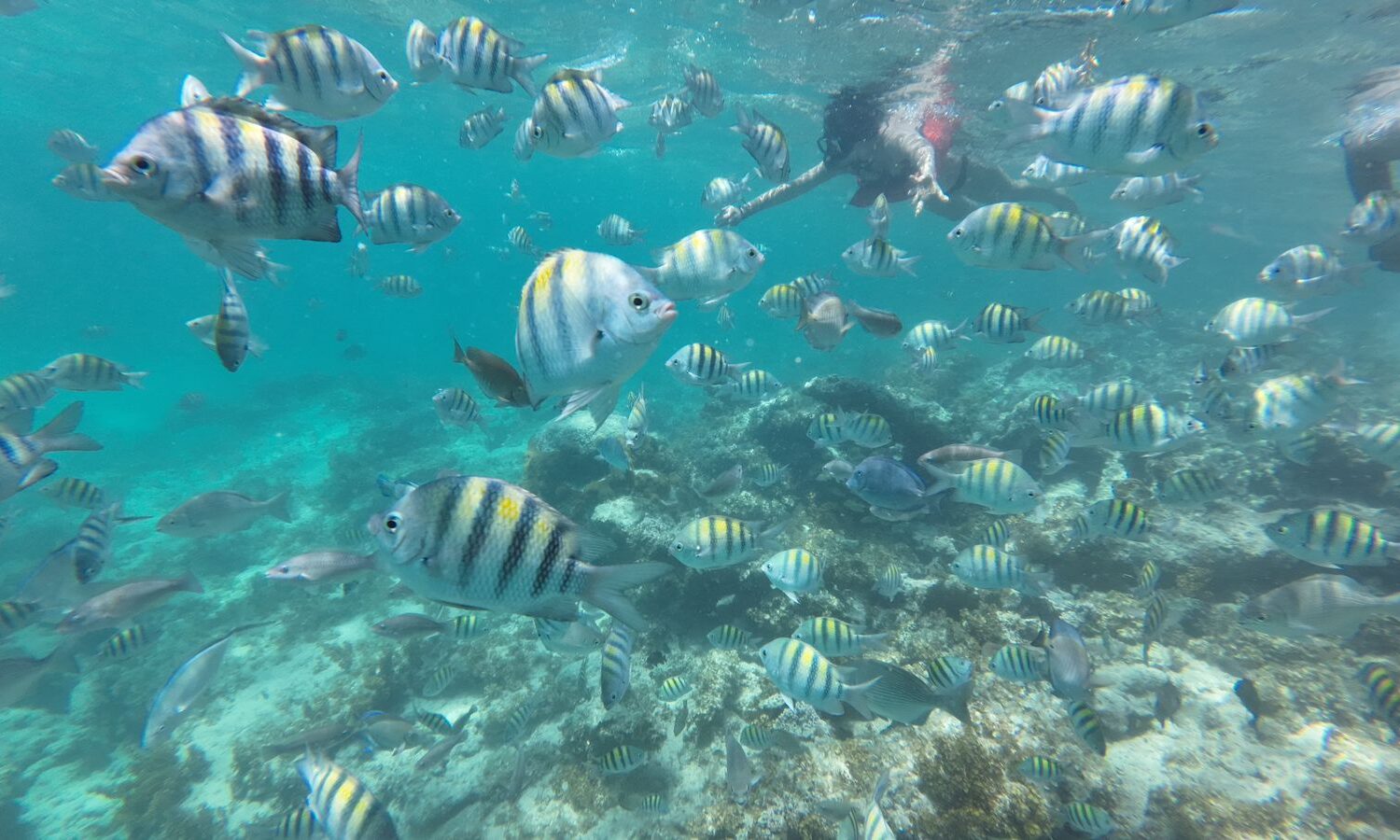 Colorful fish swimming in clear waters near Punta Cana coral reefs.