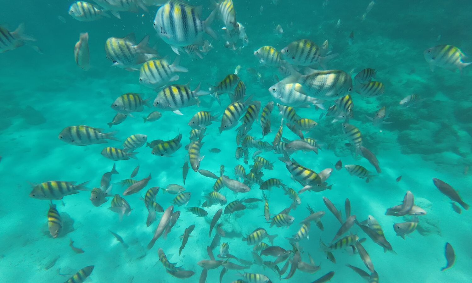 Colorful fish swimming in clear turquoise waters of Punta Cana, ideal for snorkeling excursions.