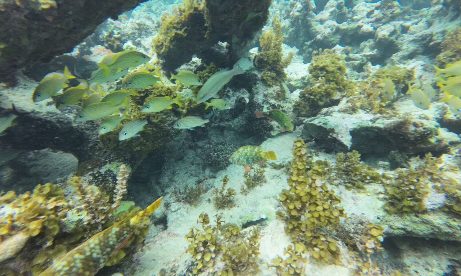 Underwater scene with colorful fish and coral in Punta Cana.